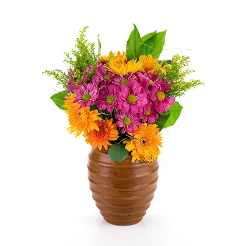 Gerbera Daisy Plant